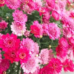 🌼橋岡会館の花たちが、今年もきれいに咲いています😊🌿